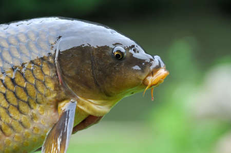 Close-up cyprinus head on green backgroundの写真素材