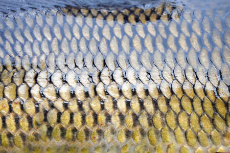 Scales of cyprinus fish close upの写真素材