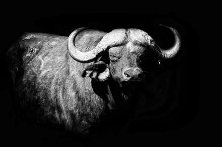Wild African buffalo bull. Africa, Kenyaの写真素材