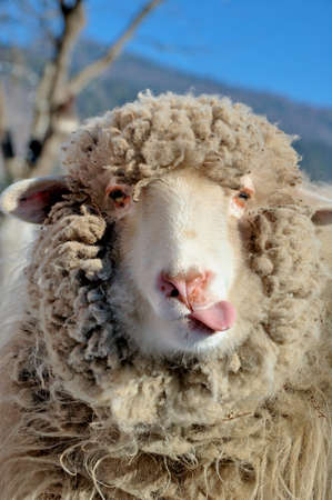 Funny sheepの写真素材