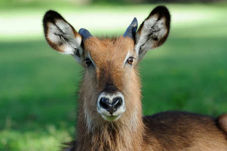 Male of Waterbuck Standing on the grassの写真素材