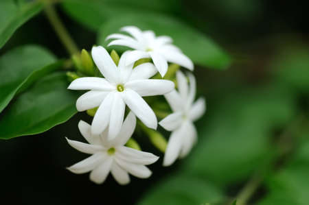 Group of white Sampaguita Jasmine or Arabian Jasmineの写真素材