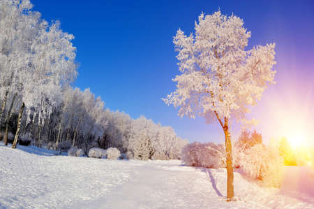 Winter park in snow in sunny dayの写真素材