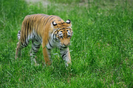 Amur Tigers on green grass in summer dayの写真素材