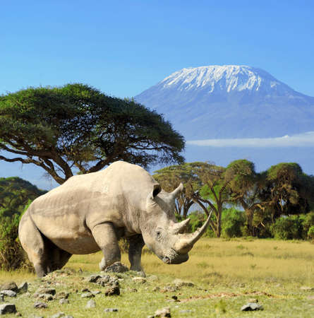 Rhino in front of Kilimanjaro mountain - Amboseli national park Kenyaの写真素材
