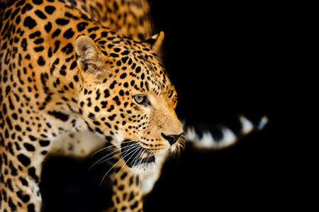 Young leopard on dark backgroundの写真素材