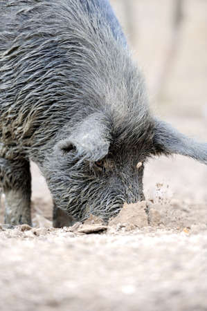Wild boar in forestの写真素材