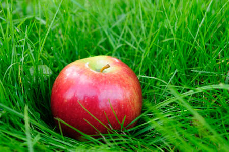 Closeup organic apples in grassの写真素材
