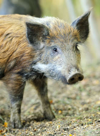 Yound wild boar in autumn forestの写真素材
