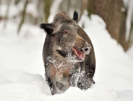 Wild boar in winter forestの写真素材