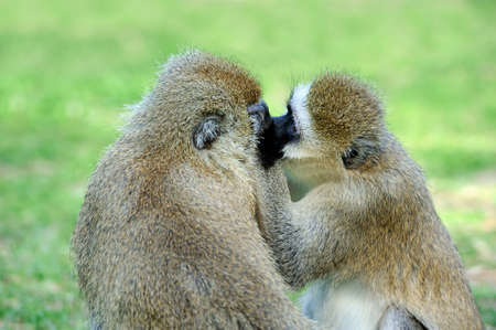 Vervet monkey in national park