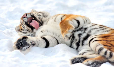 Beautiful wild siberian tiger on snowの写真素材