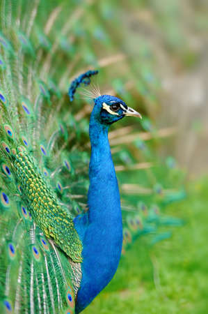 Portrait of beautiful peacock with feathers outの写真素材