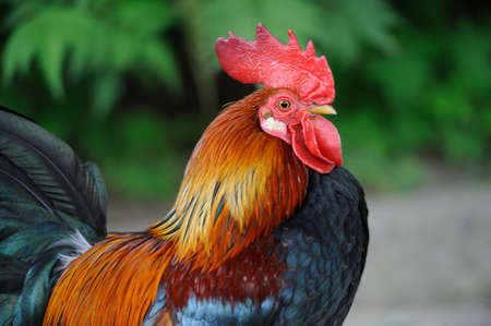 Close-up red beautiful rooster in farmの写真素材