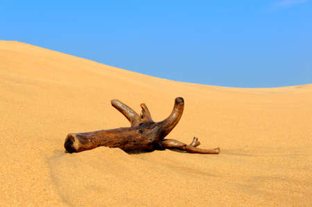 Large branch on a tropical beachの写真素材