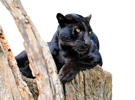 Black leopard isolated on white backgroundの写真素材