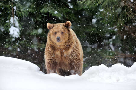 Wild brown bear in winter forestの写真素材