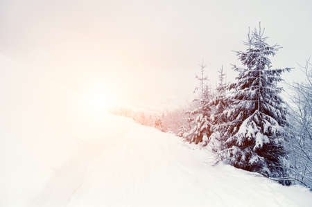 Beautiful winter landscape with snow covered treesの写真素材