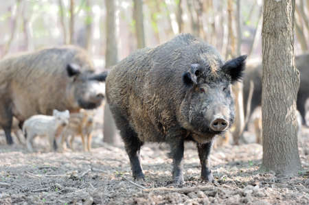Wild boar in spring forestの写真素材