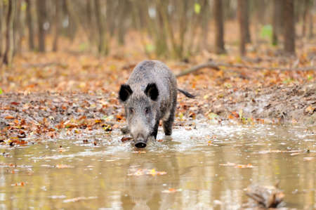 Wild boar in autumn forestの写真素材