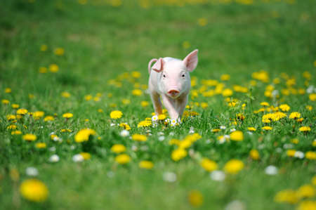 Young pig on a spring green grassの写真素材