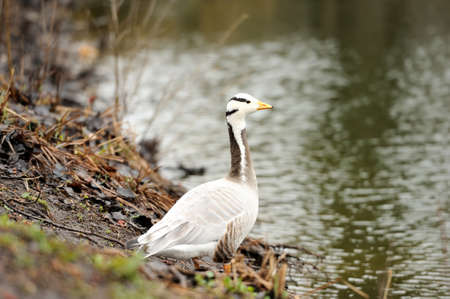 Bar-headed goose (Anser indicus)の写真素材