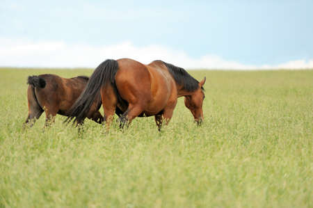 Horses on a meadow in summer dayの写真素材