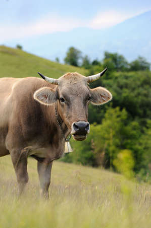 Cows on a summer meadow in mountains