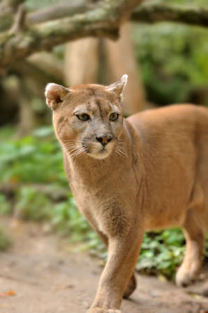 Cougarの写真素材