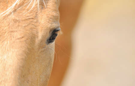 Horse eyeの写真素材