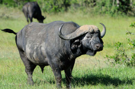 Wild African buffalo bull. Africa, Kenya