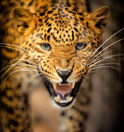 Leopardの写真素材
