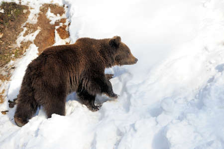 Big brown bear in winter forestの写真素材