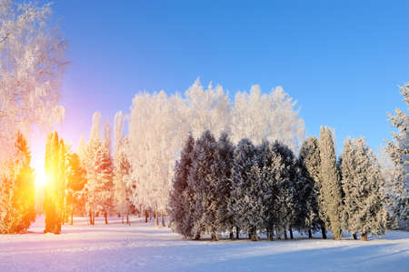 Winter park in snow in sunny day