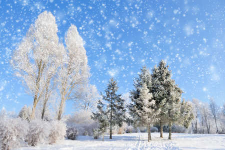 Winter park in snow in sunny dayの写真素材