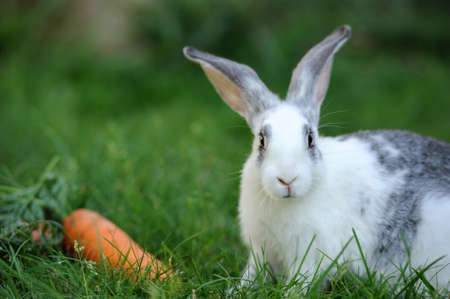 Baby rabbit in grass. Summer dayの写真素材
