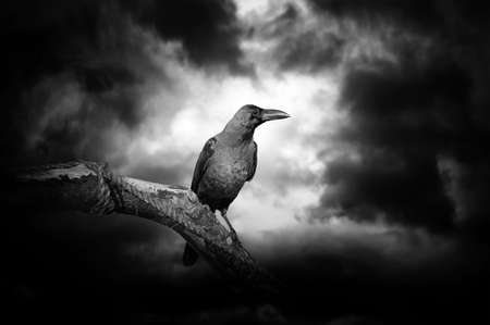 Raven on a barren branch with the Moon hidden behind clouds and providing illuminationの写真素材