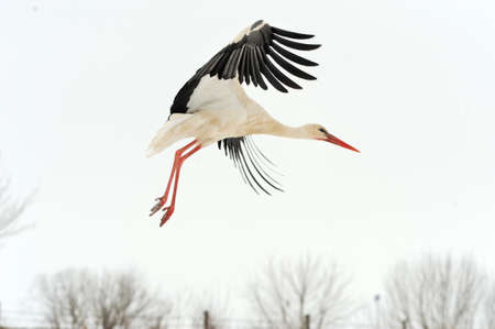 Beautiful stork at the park outdoorsの写真素材