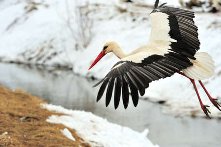 Beautiful stork at the park outdoorsの写真素材