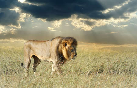 Lion in grass. National park of Africa, Kenyaの写真素材