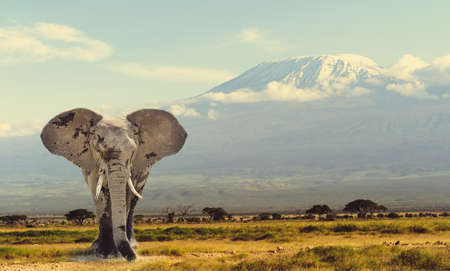 Elephant on Kilimanjaro mountain background. National Park of Kenya, Africaの写真素材