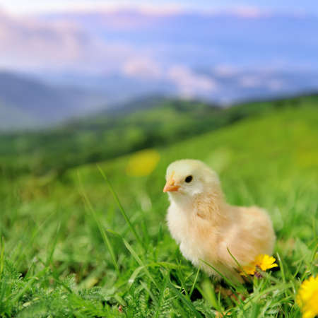 Little chicken on the green grass in summer dayの写真素材