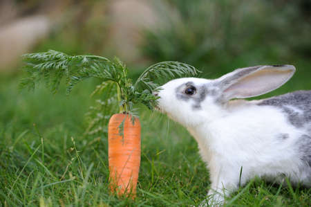 Baby rabbit in grass. Summer dayの写真素材