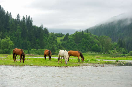 A horse in a river on a background of mountainsの写真素材
