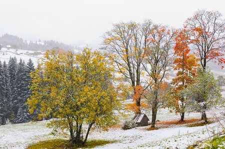 First snow in the forest in the mountainsの写真素材
