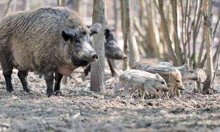Wild boar in spring forestの写真素材