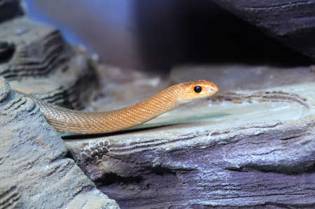 Young orange snake on a stone