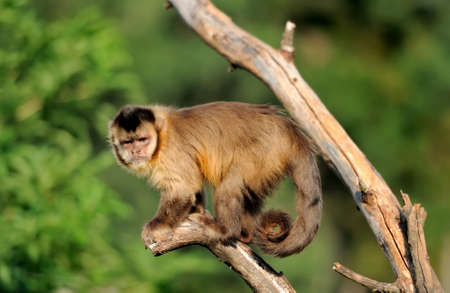 Capuchin monkeyの写真素材