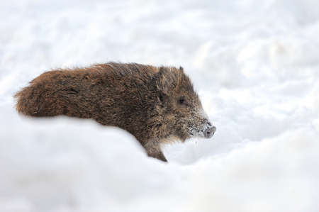 Wild boar in winter forestの写真素材