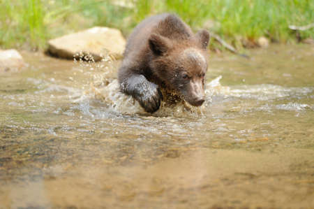 Brown bear cub in lakeの写真素材